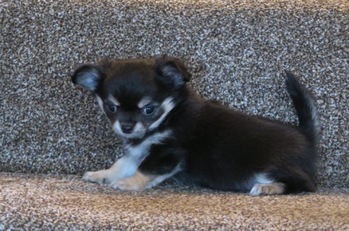 �ivava -Mini �ivava