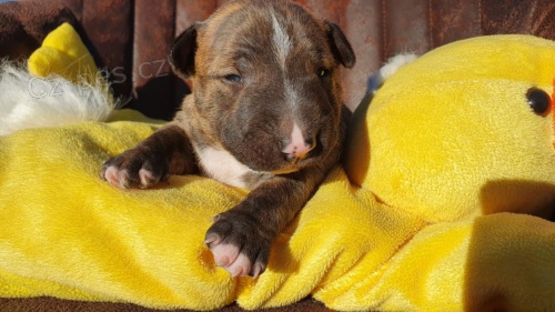 Miniaturn� bulteri�r - ��han� pejsek