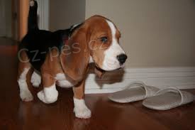 roztomil� beagle �t��ata