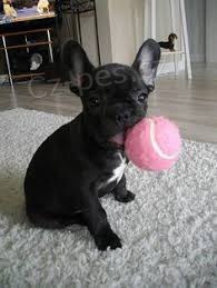 francouzsk� buldok �t��ata k adopci