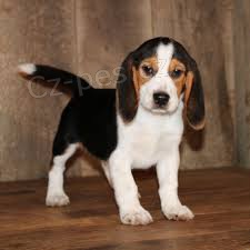 roztomil� beagle �t��ata