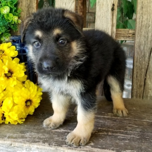 N�meck� ov��k - fenka s PP