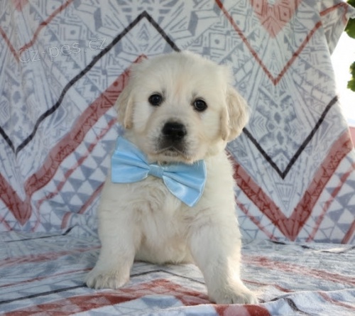 zlat� retr�vr - pejsek