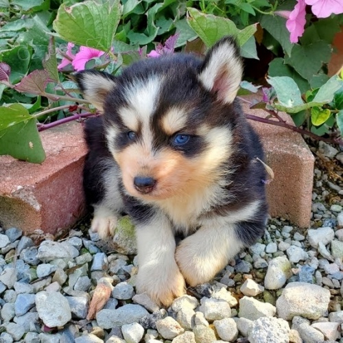 Kr�sn� �t��ata pomskies