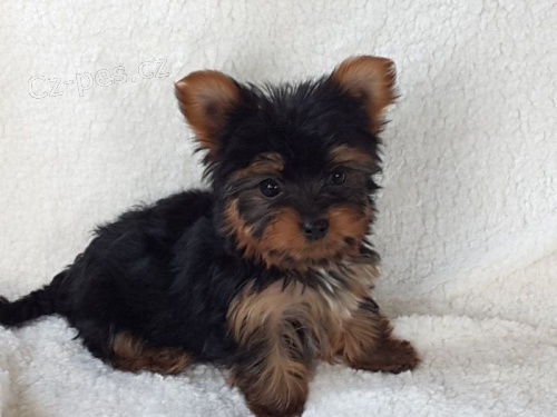 Jork��rsk� teri�r