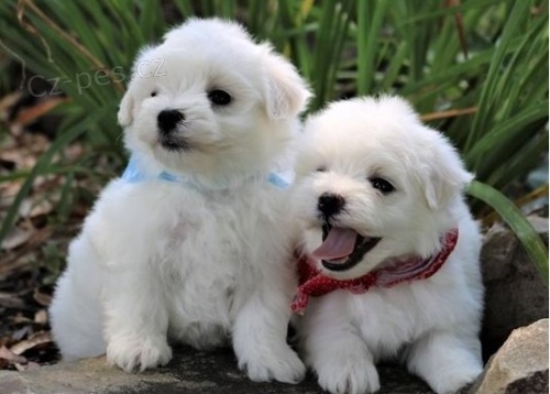 roztomil� maltsk� �t��ata