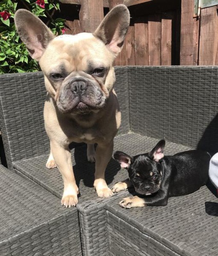 Francouzsk� buldo�ek k adopci