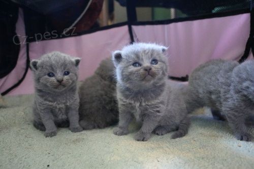 Prod�me ko�atko britsk� ,