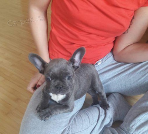 kr�sn� francouzsk� buldo�ek