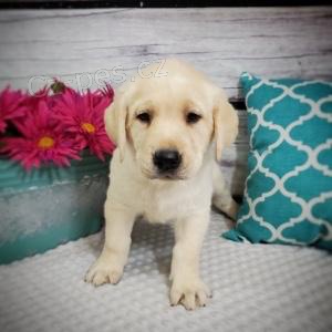 ��asn� labradorsk� retr�vr