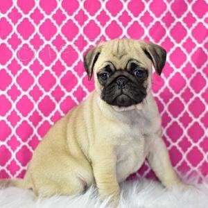 roztomil� mops �t��ata