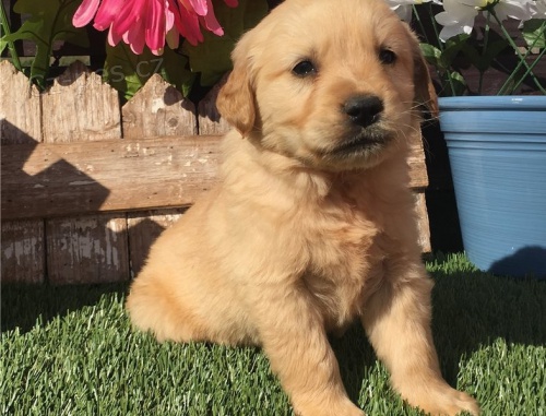 zlat� retr�vr �t��ata