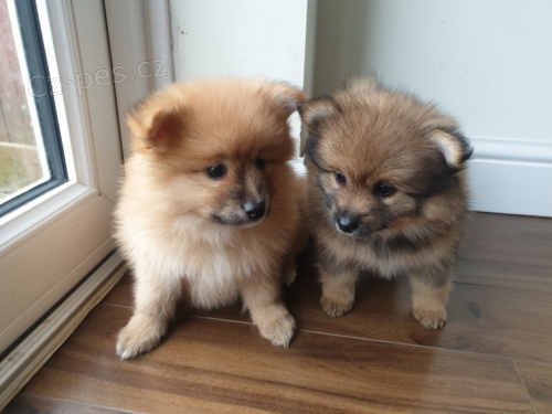 Pomeranian �t��ata p�ipravena na nov� domov