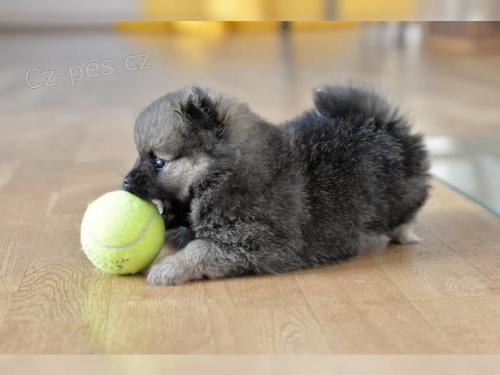 Kr�sn� �istokrevn� �t���tka na prodej