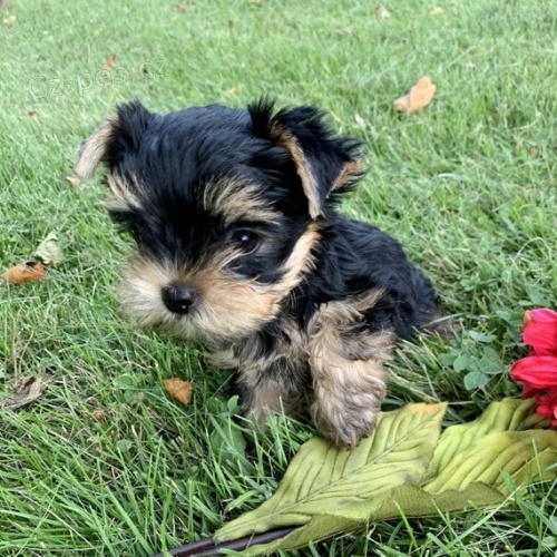  jork�irsk� teri�r s pp- �t���tka