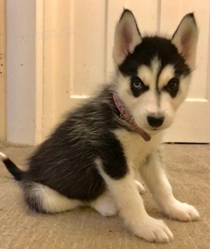 �teniatka Sibirsky husky 