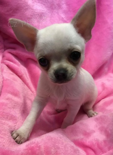 �ivava-�ivava-�ivava