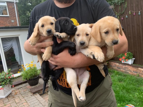 Prod�m posledn� �istokrevna �t��ata Labradorskeho retrivra s PP