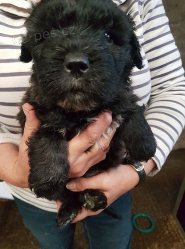 tata Bouvier Des Flandres