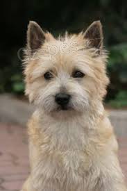 Cairn Terrier k pijet nyn