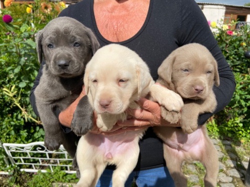 Labrador retriever - �okol�dov� �t���tka s PP