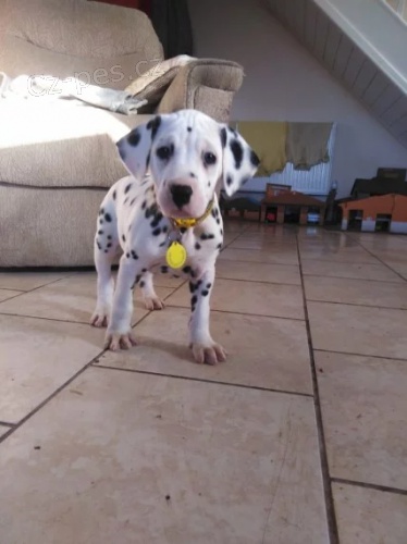 Dalmatin �t�n�tka