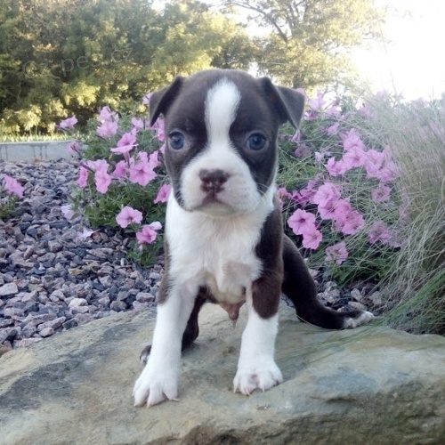 Bostonsk� terier - �t���tka s pp