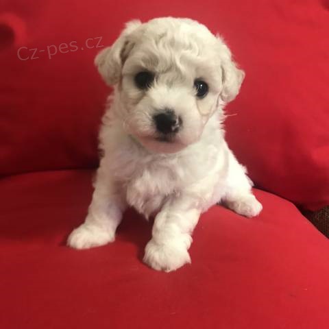 �t���tka Bi�onka s PP