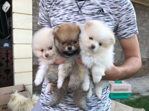 Ohromuj�c� Pomeranians