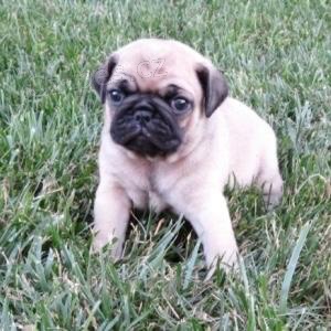 nejroztomilej�� �t��ata mopsl�k�