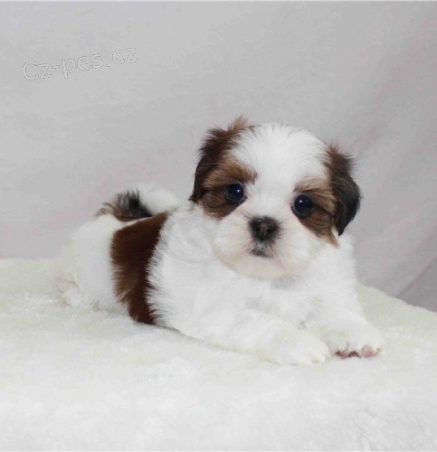 �t��ata shih tzu