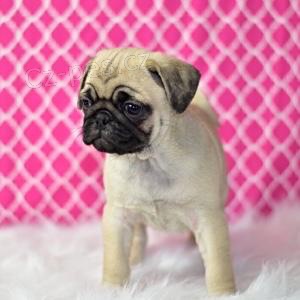 nejroztomilej�� �t��ata mopsl�k�