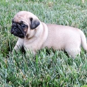 nejroztomilej�� �t��ata mopsl�k�