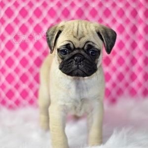 nejroztomilej�� �t��ata mopsl�k�