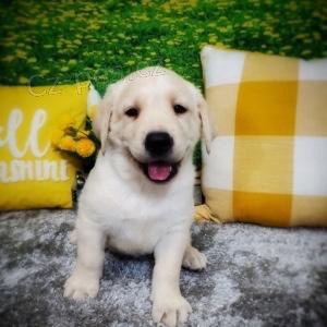 labradorsk� retr�vr