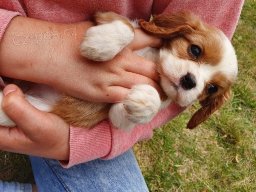 12 t�dn� star� �t��ata Cavalier King Charlesxn,,