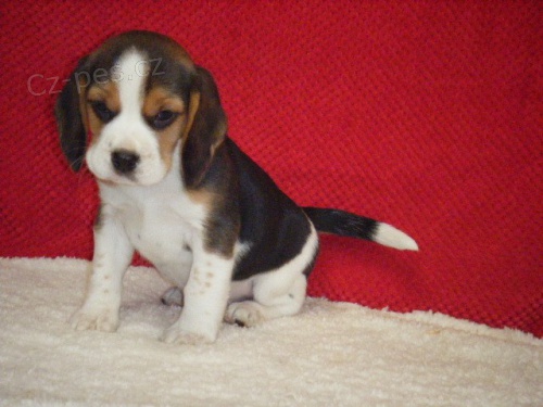 Absolutn� rozko�n� �istokrevn� �t��ata Beagle!!