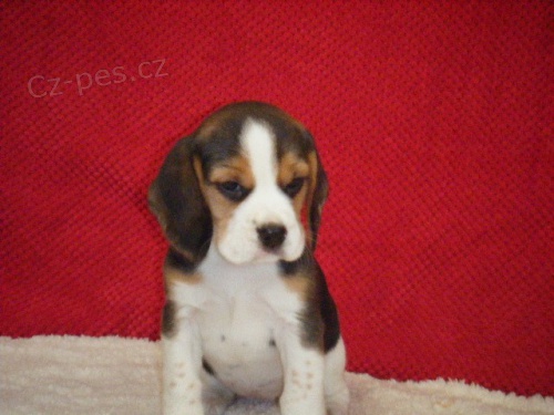   �t��ata Beagle!!