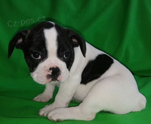 Vynikaj�c� �t��ata francouzsk�ho buldo�ka