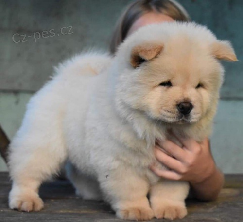 �au �au �t��ata s vynikaj�c�m rodokmenem../.