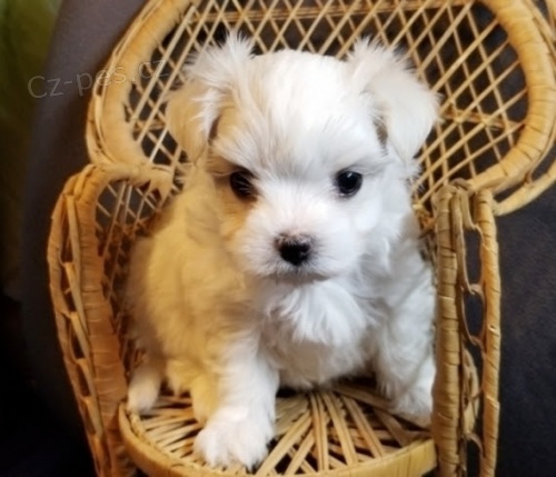 Kr�sn� maltsk� �t��ata