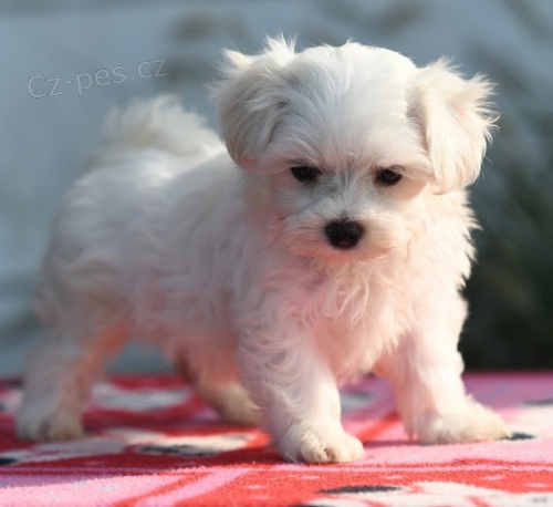 sn�hov� b�l� mini maltsk� �t��ata