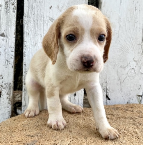  462/5000 Zdrav� �t��ata beagle