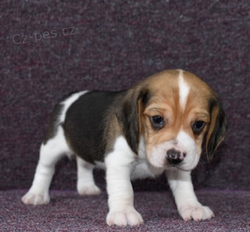 O�kovan� �t��ata Beagle na prodej