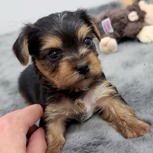 Jork�irsk� terier s PP 