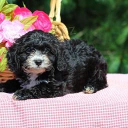 Jemn� Cavapoo
