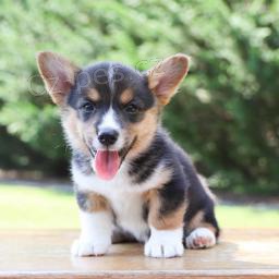 milujc Welsh Corgi (Pembroke)