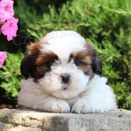 Rozkon Shih Tzu