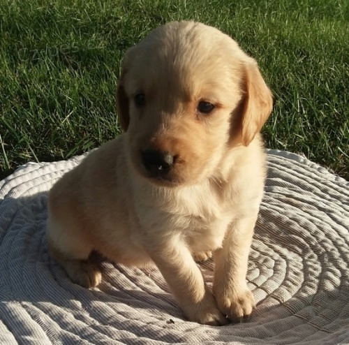 O�kovan� �t��ata zlat�ch retriver� samc� a samic na prodej