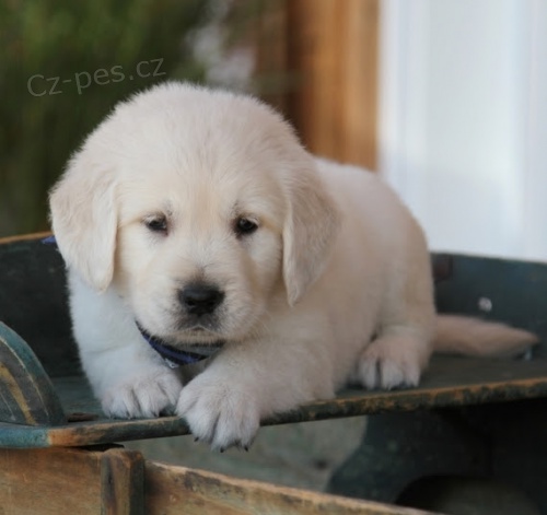 Zdrav� �t���tka zlat�ho retr�vra